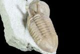 Stalk-Eyed Asaphus Kowalewskii Trilobite With Cystoid #89072-4
